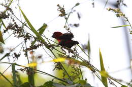 Image of Crimson Seedcracker