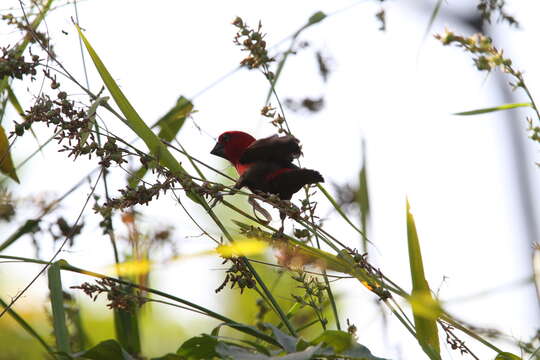 Image of Crimson Seedcracker