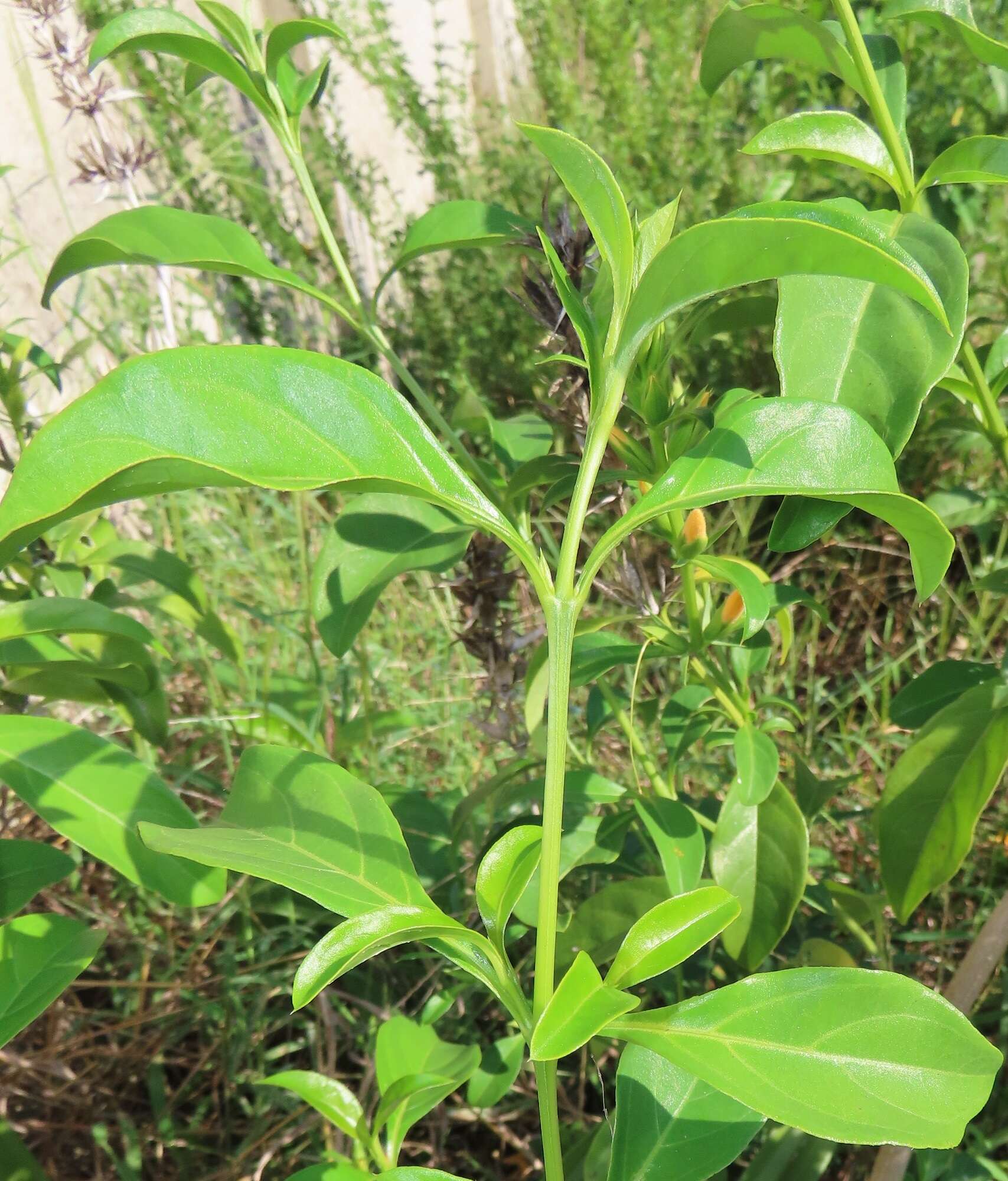 Plancia ëd Barleria prionitis subsp. delagoensis (Obermeyer) R. K. Brummitt & J. R. I. Wood