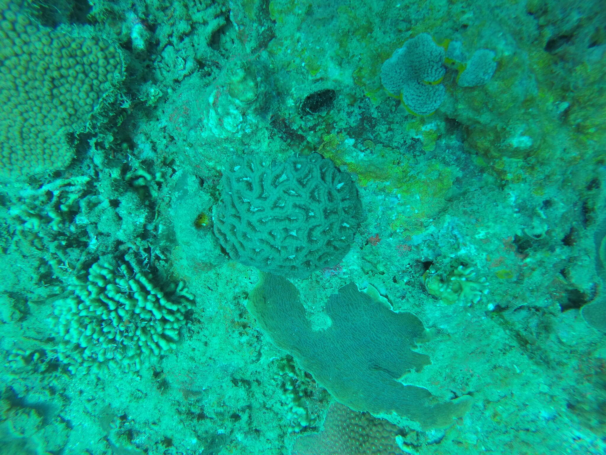 Image of Rough star coral