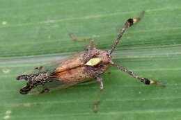 Image of Raphiophora intricata Melichar 1912