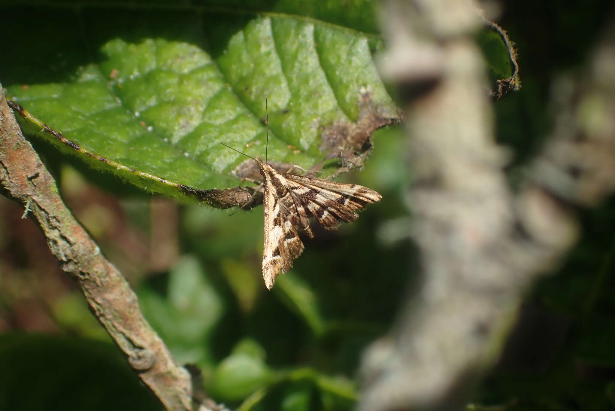 Plancia ëd Diasemia grammalis Doubleday 1843