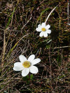 Image of Knowltonia crassifolia (Hook.) Christenh. & Byng