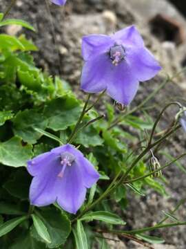 Image of Campanula cochleariifolia Lam.