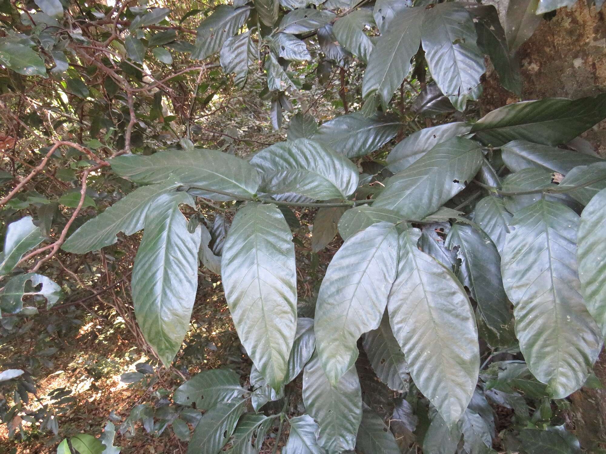 Image of Oxyanthus speciosus subsp. gerrardii (Sond.) Bridson