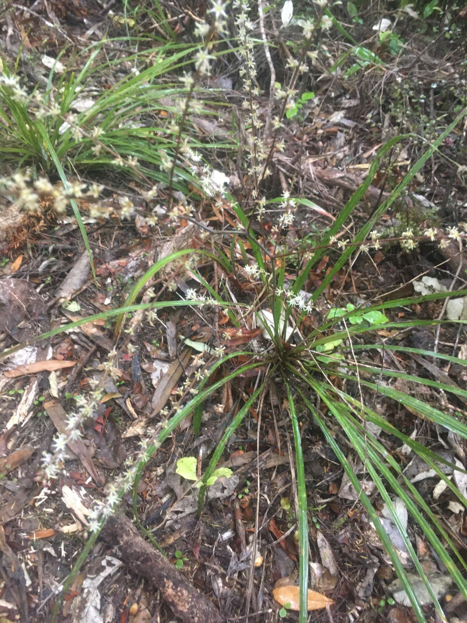 Image of Cordyline pumilio Hook. fil.