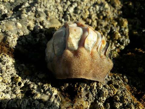 Image of conspicuous chiton