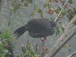 Image of Andean Guan