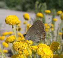 صورة Satyrium acaciae (Fabricius 1787)