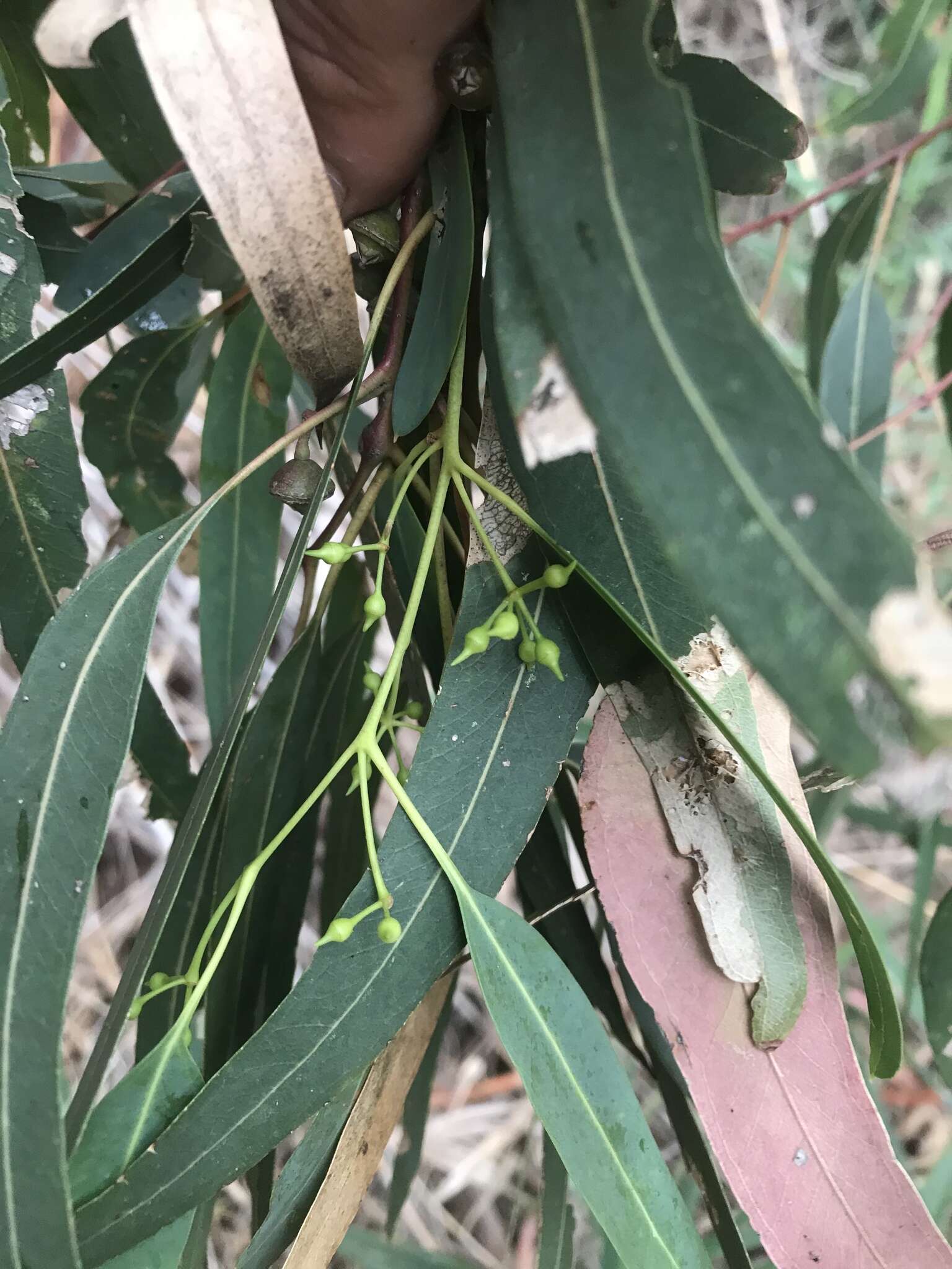 Слика од Eucalyptus camaldulensis subsp. camaldulensis