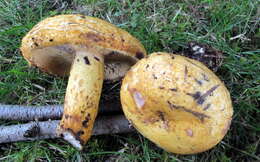 Image of Lactarius repraesentaneus Britzelm. 1885