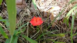 صورة Hibiscus rhodanthus Gürke ex Schinz