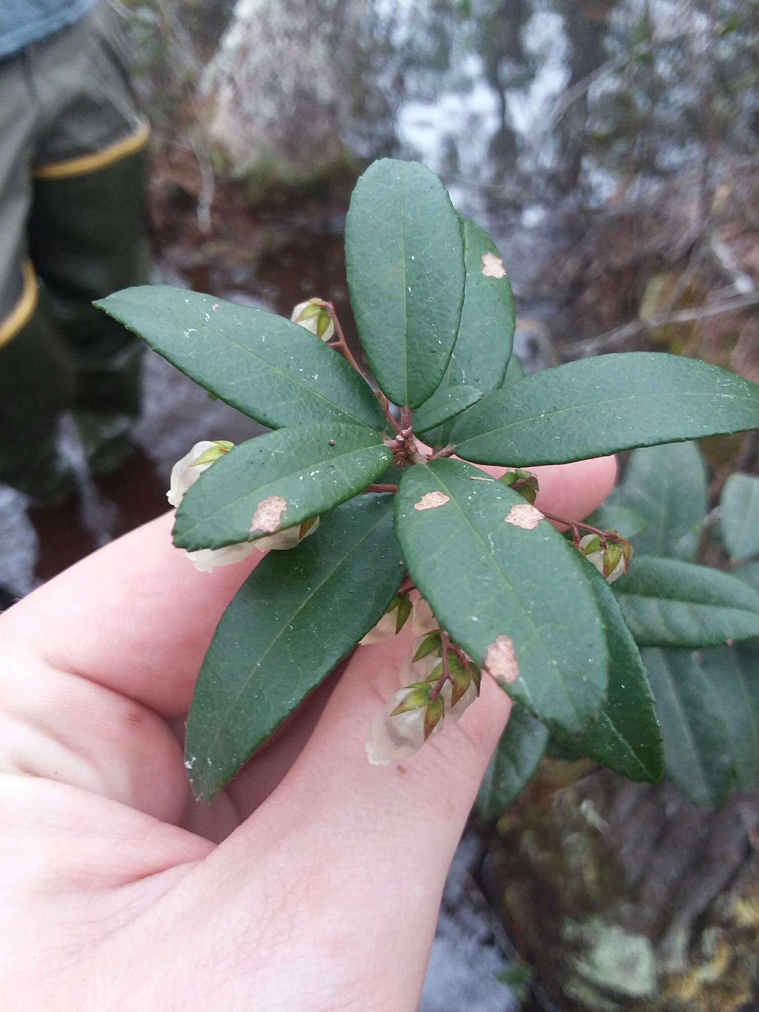 Image of Climbing Fetterbush