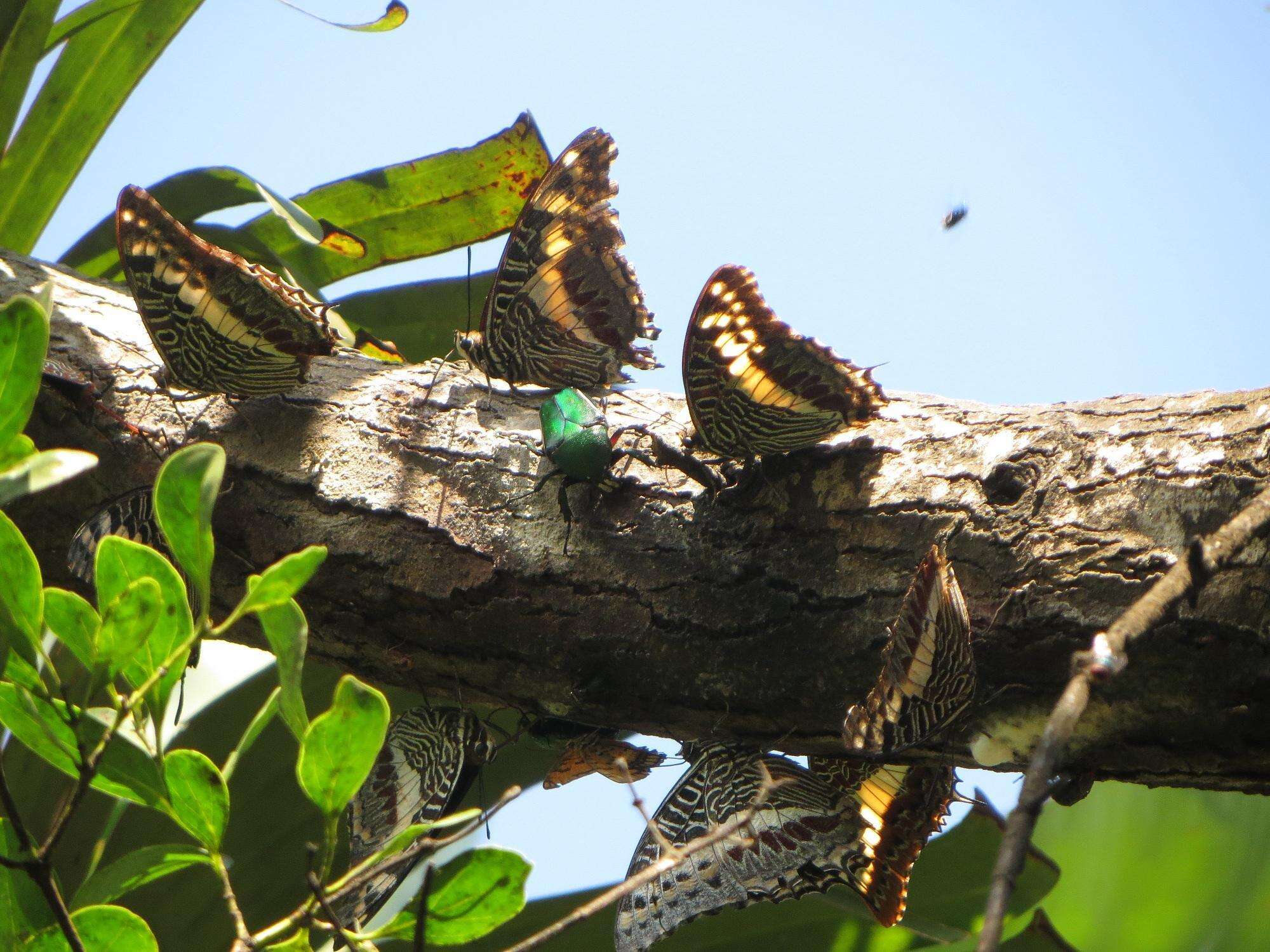 Image of Charaxes castor flavifasciatus Butler 1895