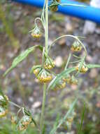 Image de Artemisia sieversiana Ehrh. ex Willd.