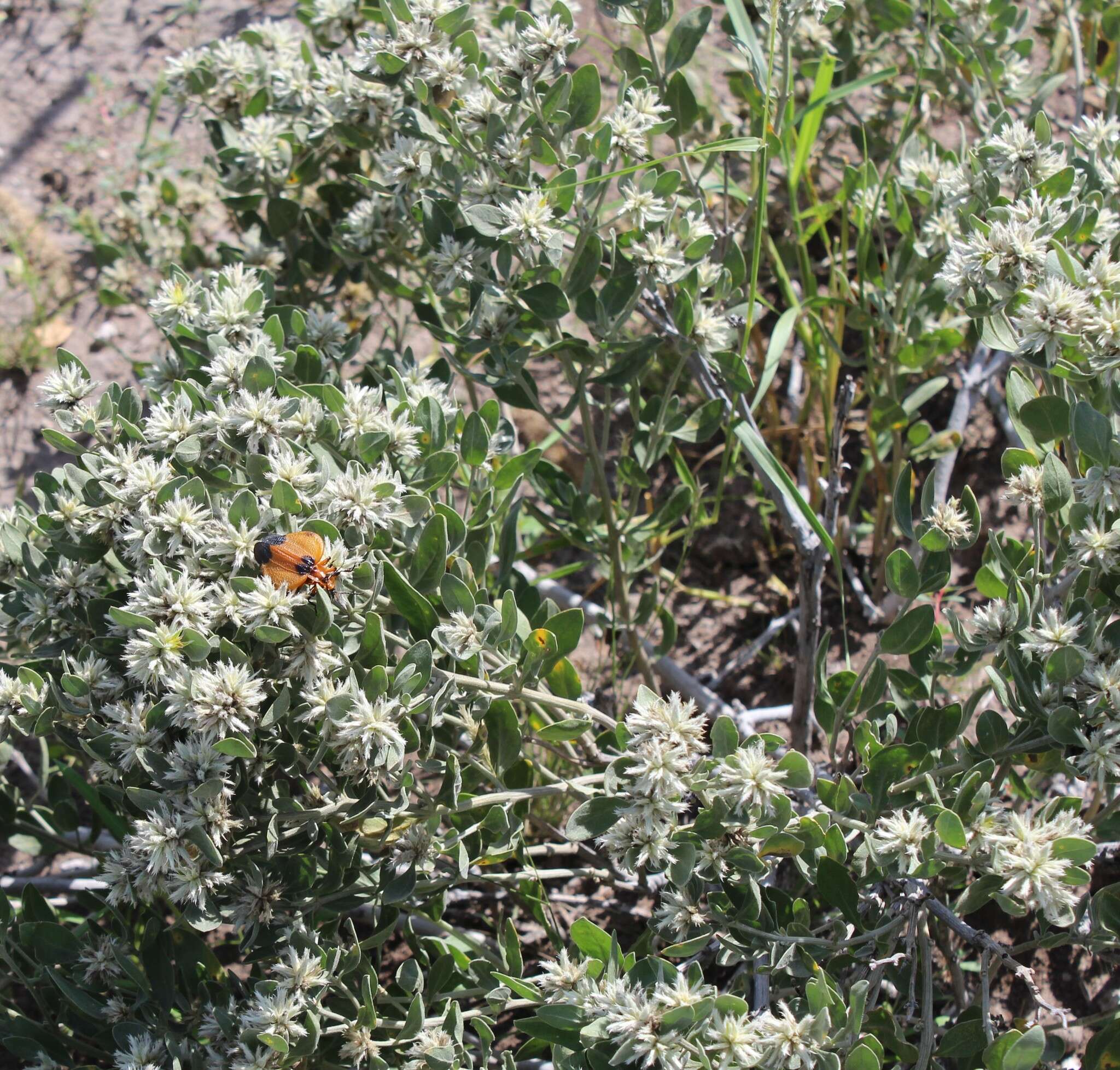 Cyathula lanceolata Schinz的圖片