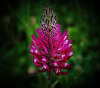 Image of purple clover