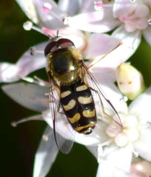 Image of <i>Lapposyrphus lapponicus</i>