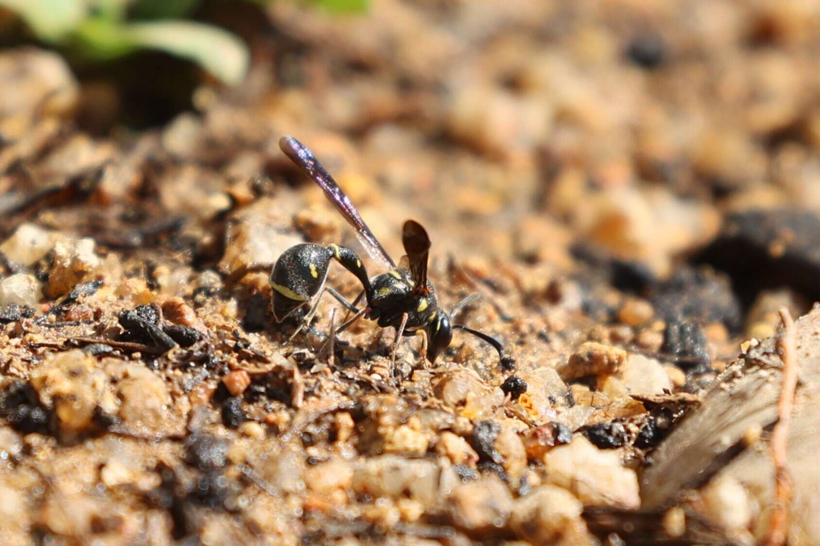 Eumenes punctatus de Saussure 1852 resmi