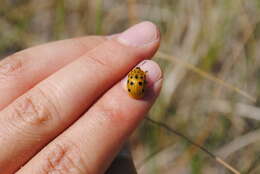 Image of Argus Tortoise Beetle