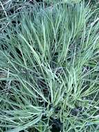 Image of Peucedanum longifolium Waldst. & Kit.