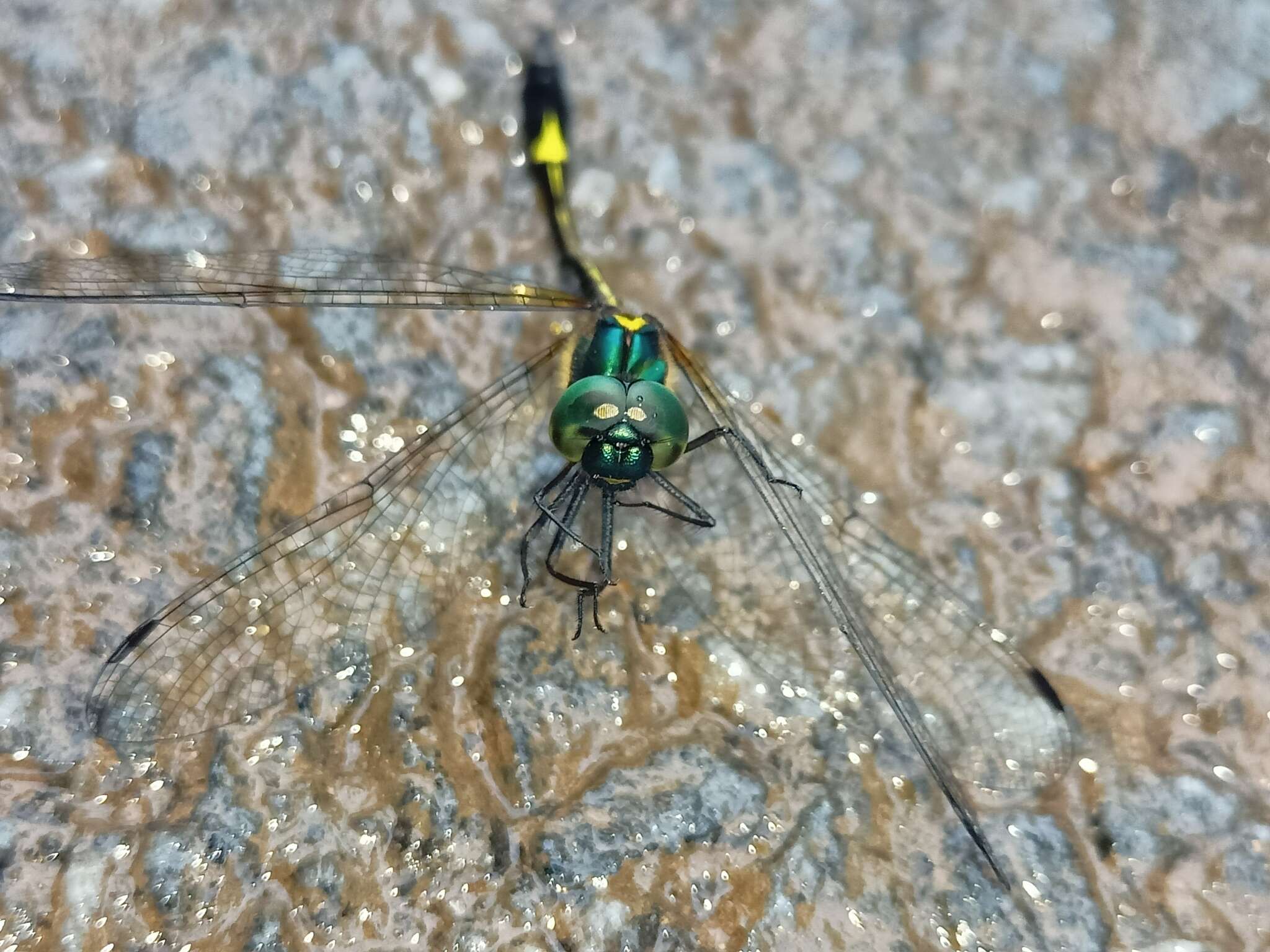 Image de Macromidia donaldi Fraser 1924