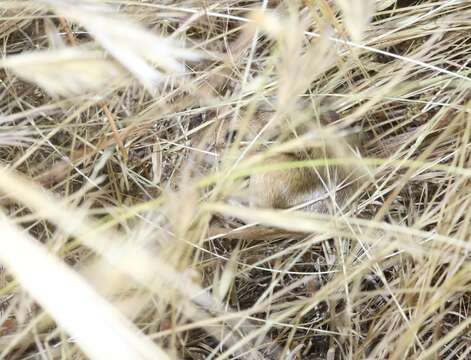 Image of San Joaquin pocket mouse