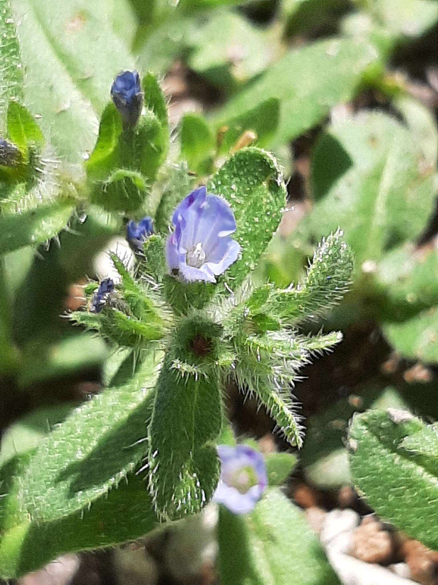 Image of Echium parviflorum Moench