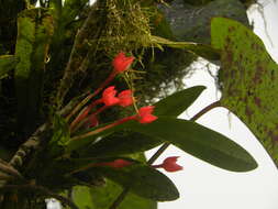 Maxillaria coccinea (Jacq.) L. O. Williams resmi