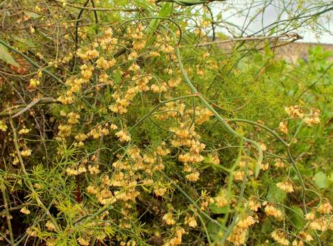 Image of Asparagus umbellatus Link