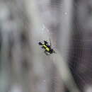 Image of Micrathena lepidoptera Mello-Leitão 1941