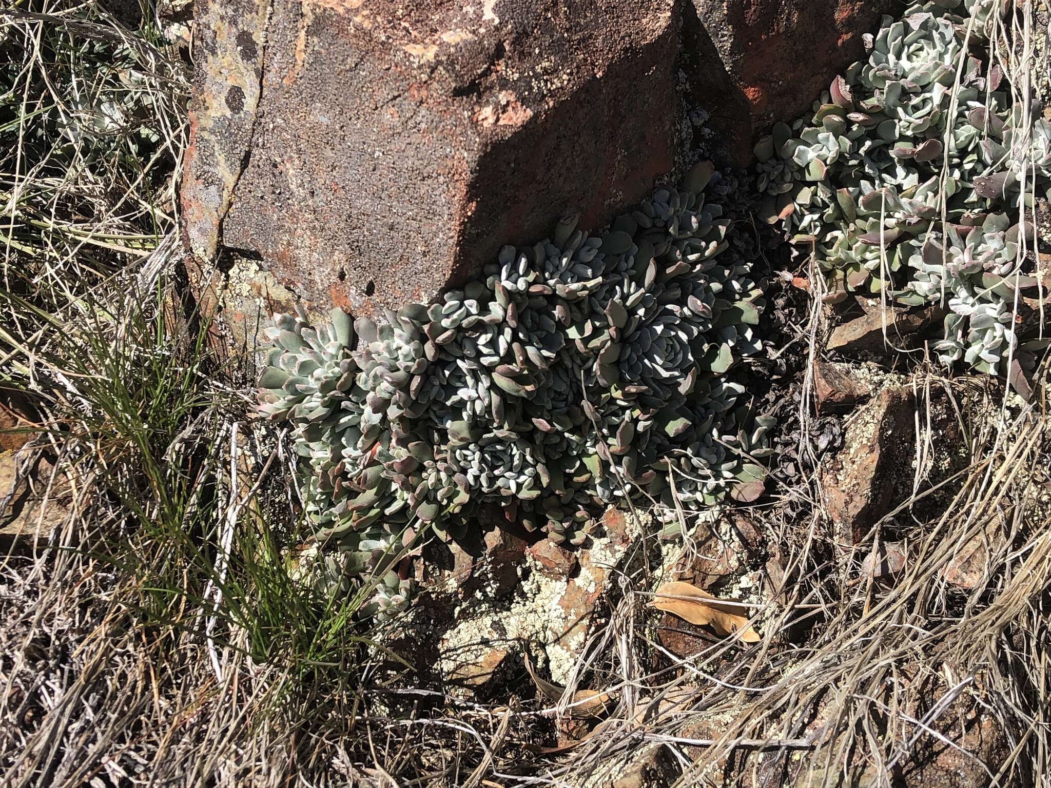 Image of oblongleaf stonecrop