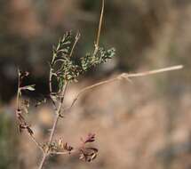 Image of Pelargonium caucalifolium subsp. caucalifolium