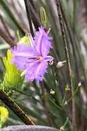 Слика од Thysanotus racemoides Sirisena, T. D. Macfarl. & Conran