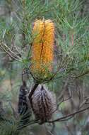 Imagem de Banksia spinulosa Sm.