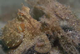 Image of Octopus berrima Stranks & Norman 1992