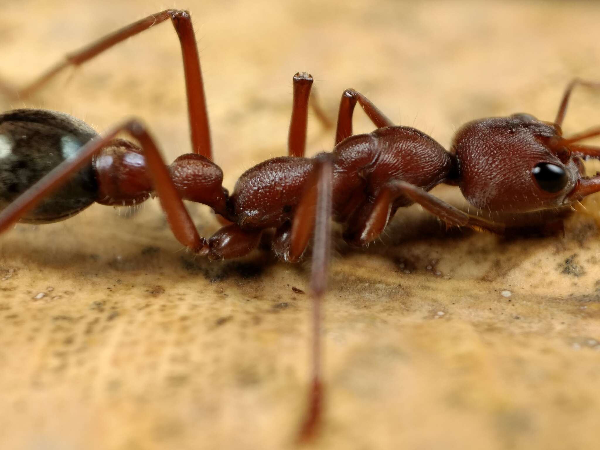 Image of Myrmecia comata Clark 1951