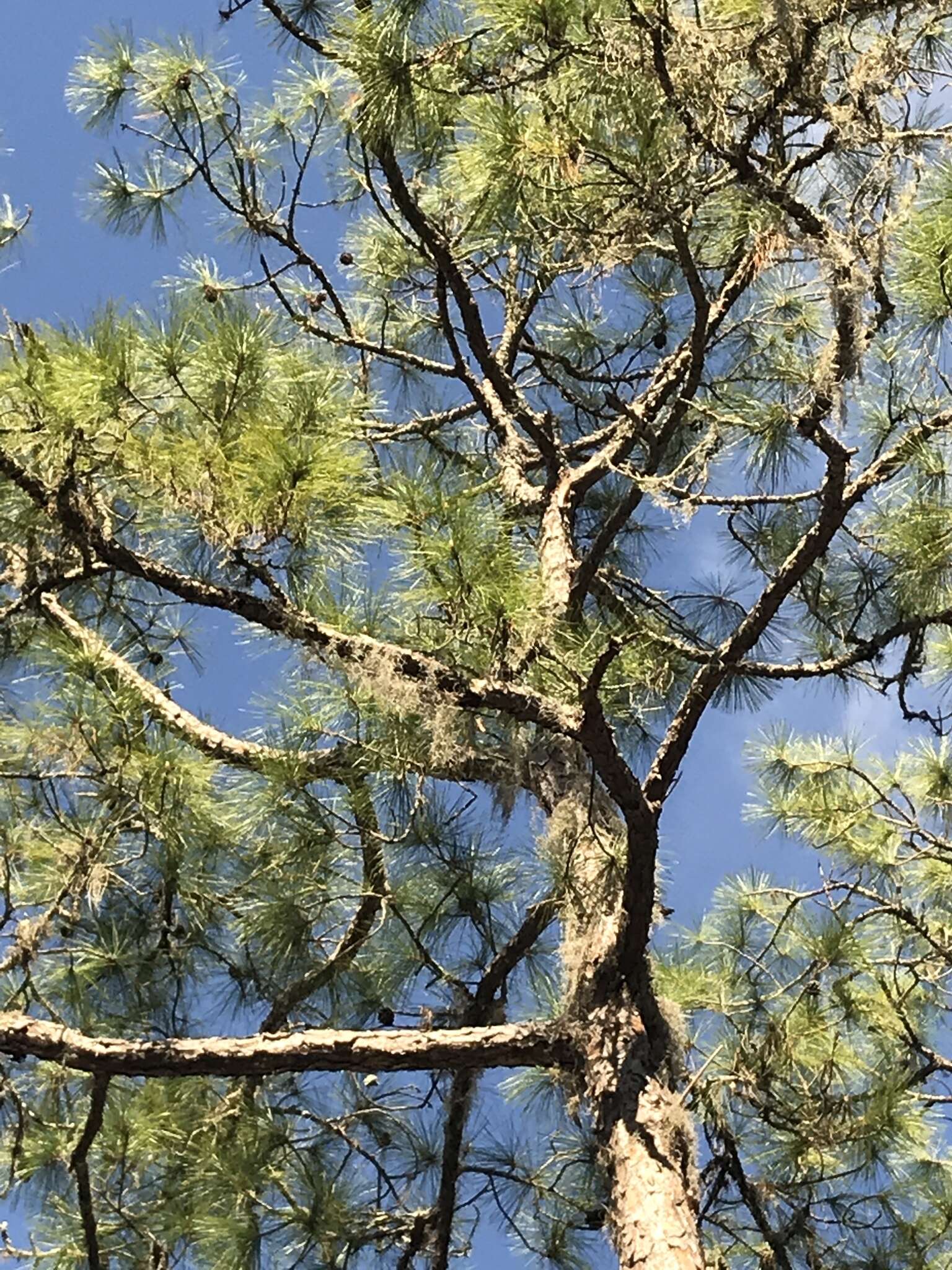 Image of south florida slash pine