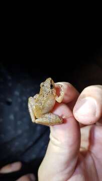 Image of Hasche's Frog