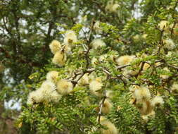 Plancia ëd Ebenopsis caesalpinioides (Standl.) Britton & Rose