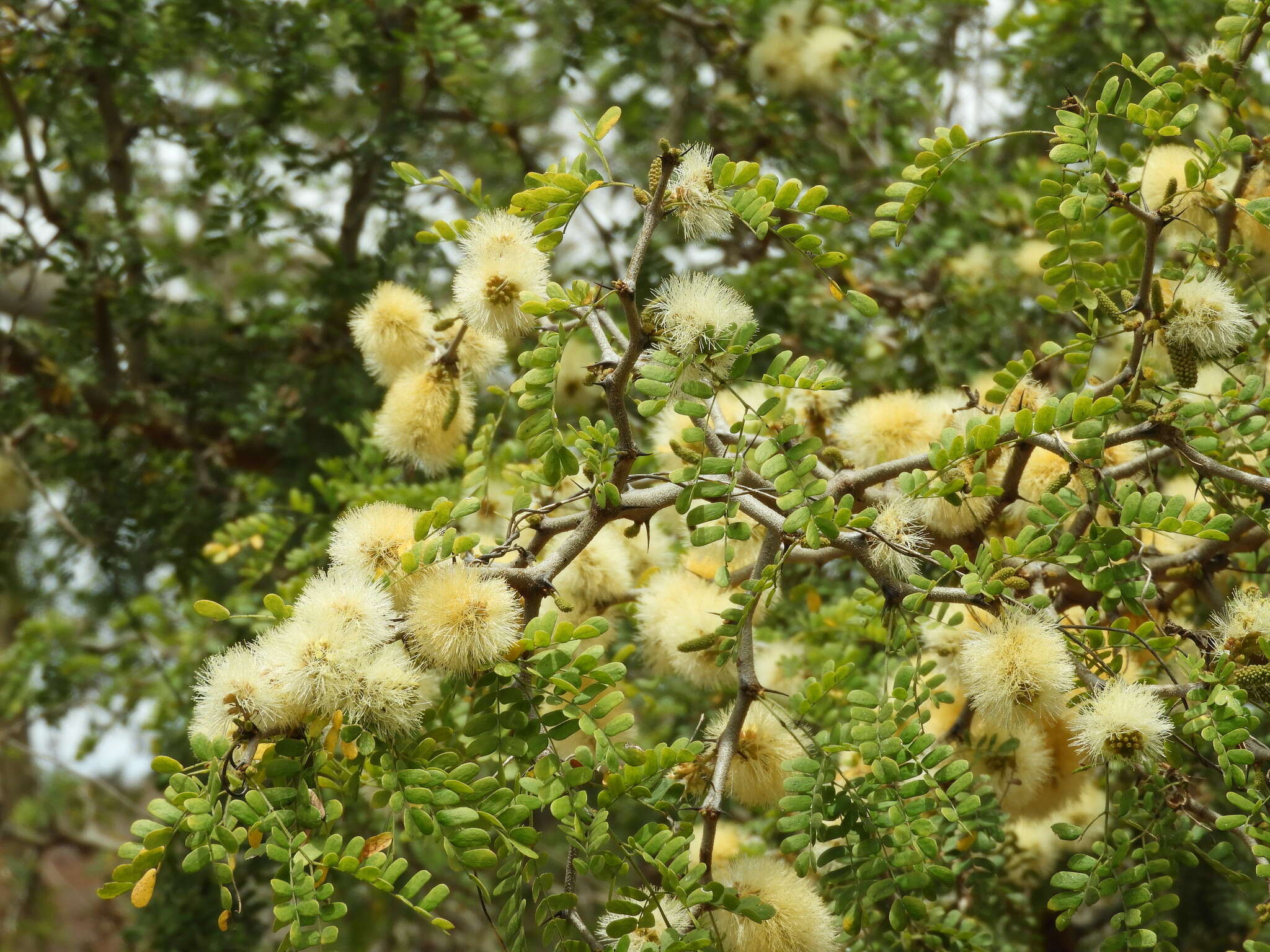 Image of Ebenopsis caesalpinioides (Standl.) Britton & Rose