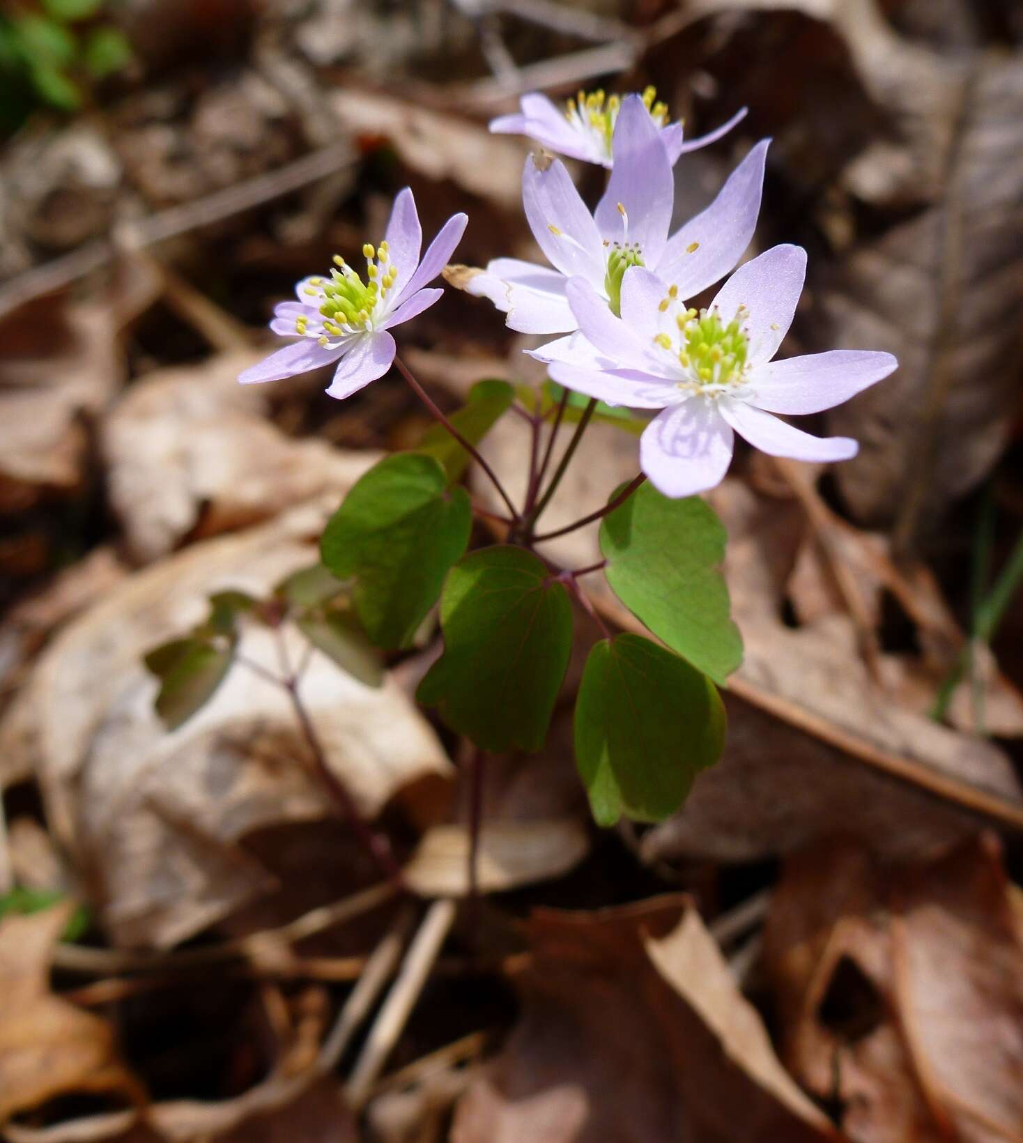 Image of Rue-Anemone