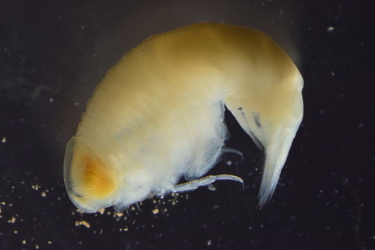 Image of Brachyscelus