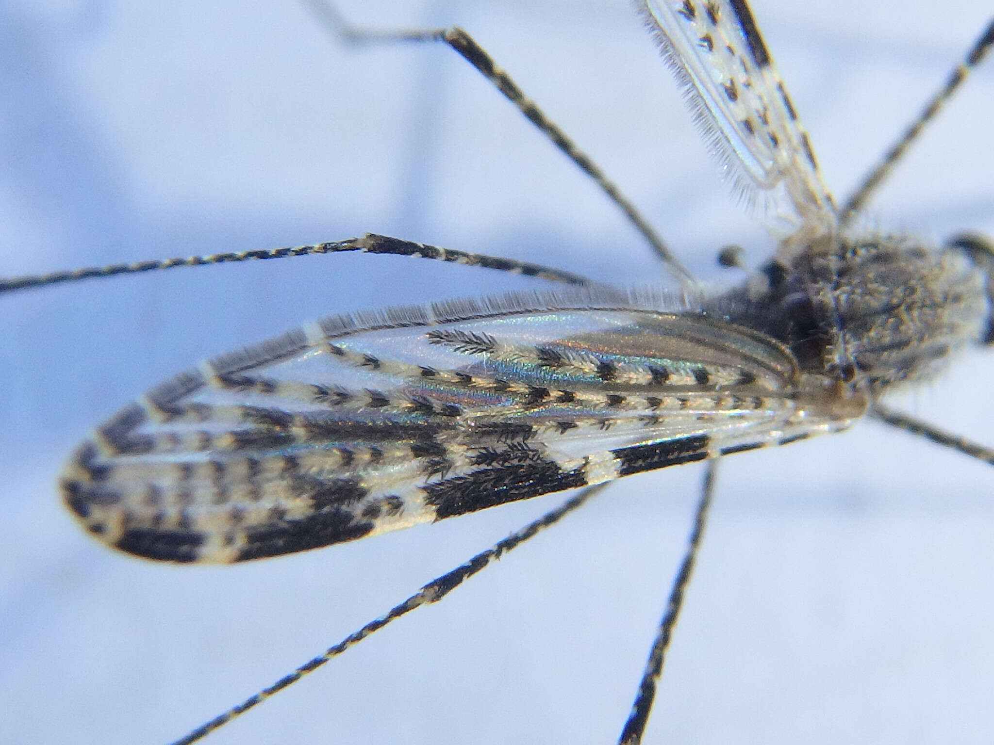 Image de Anopheles annulipes Walker 1856