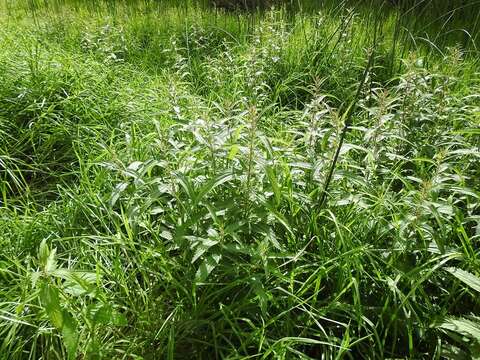 Image of Urtica mexicana Liebm.