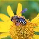 صورة Anthidium gayi Spinola 1851