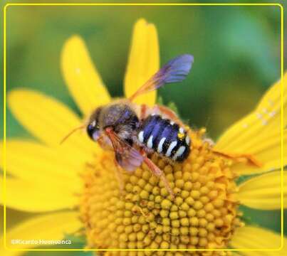 Imagem de Anthidium gayi Spinola 1851