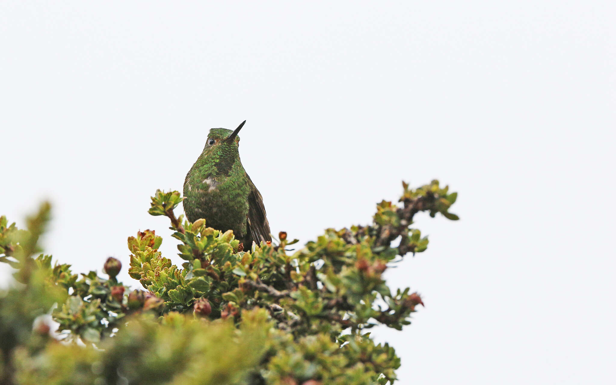 Image of Viridian Metaltail