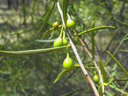 Image de Eremophila deserti (Cunn. ex Benth.) R. J. Chinnock