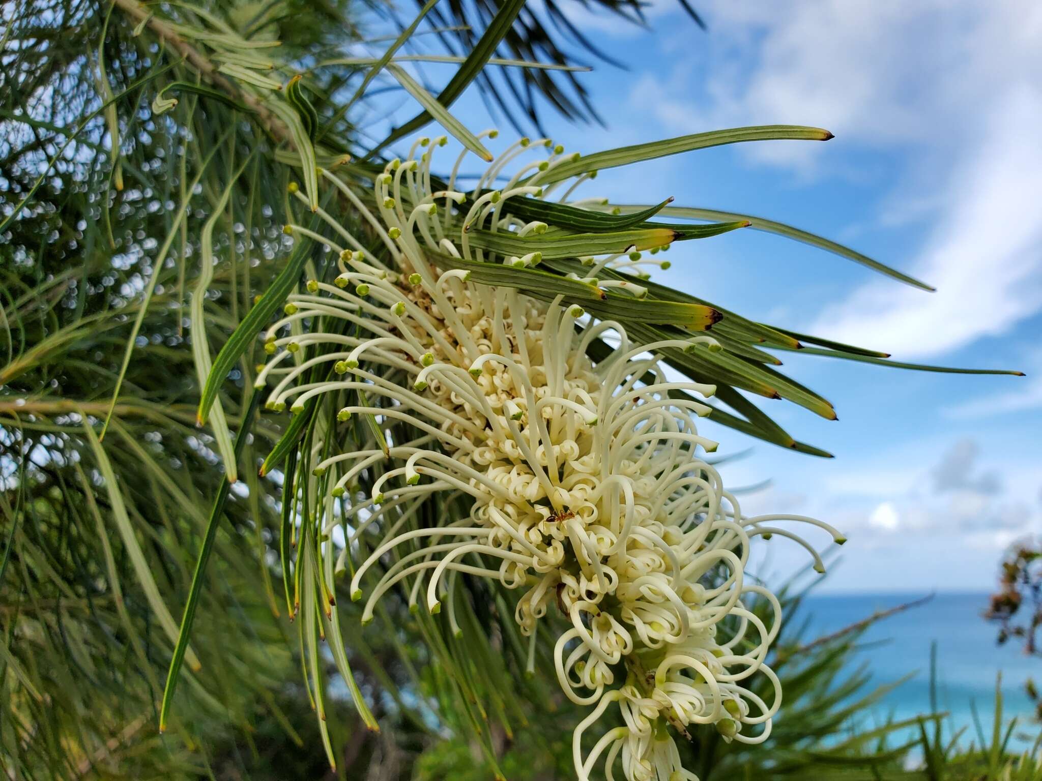 Image de Grevillea exul Lindl.